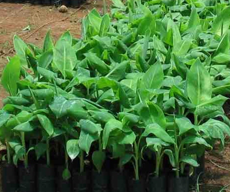 banana seedlings