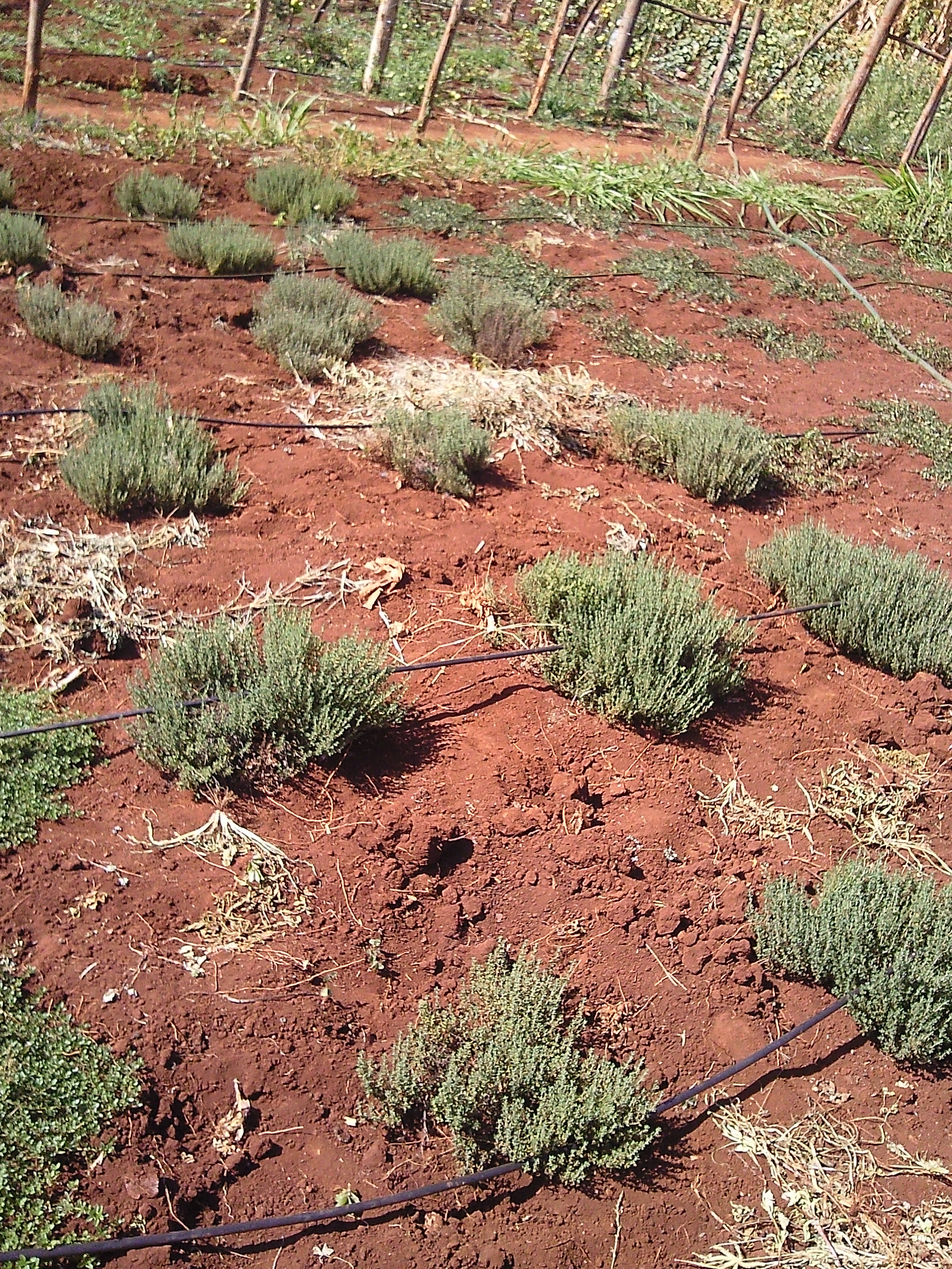 drip irrigation