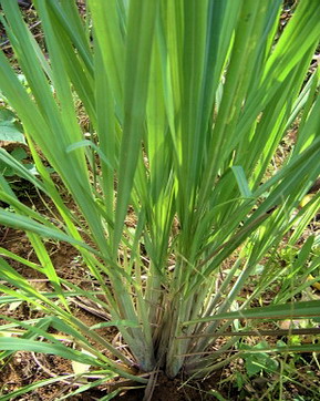 lemon grass