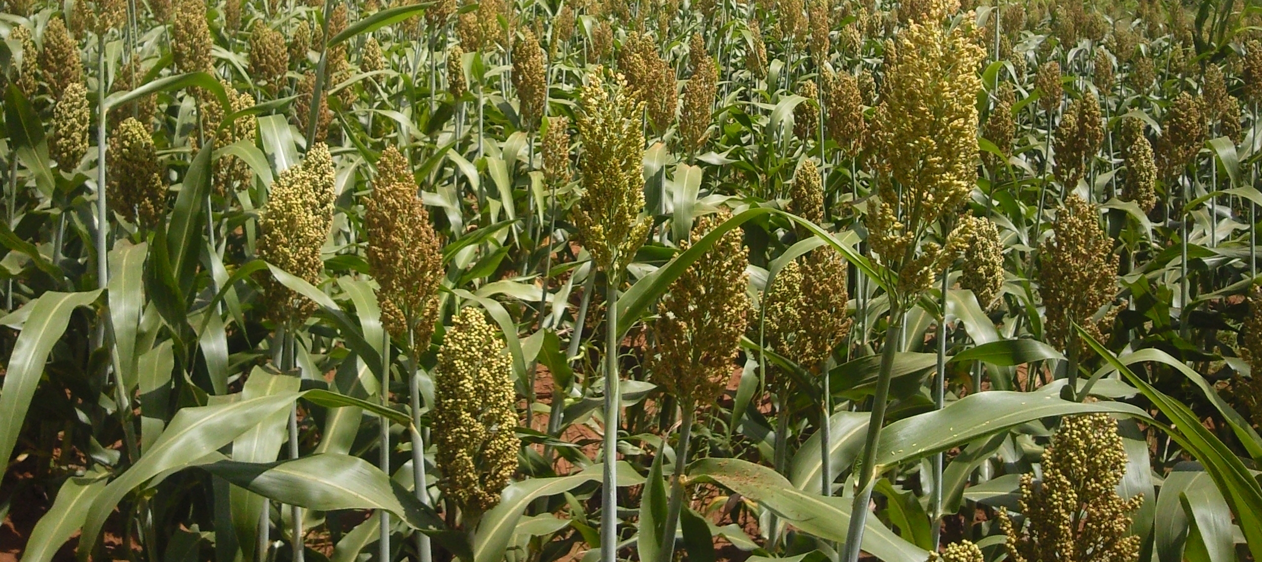 sorghum