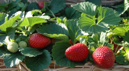 strawberry plant