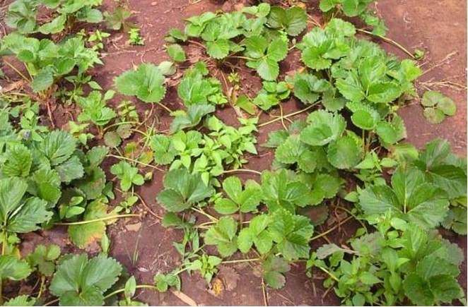 strawberry seedlings