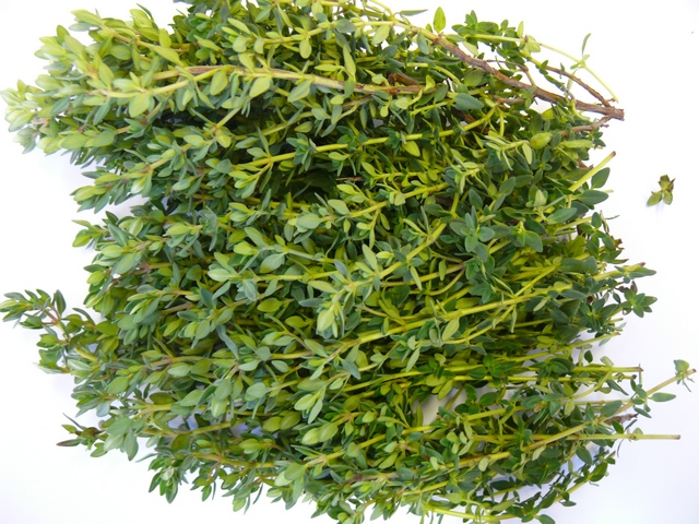 thyme